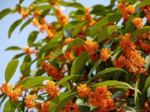 桂花树种植前景(这花特好养活，插个枝条就能活，秋天开满小香花)