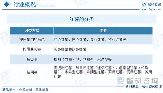 2023年中国红薯行业现状分析：食用价值提升，品牌效应凸显