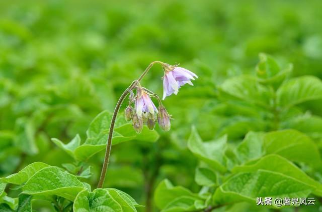 2021年东北、华北马铃薯种植面积调查报告