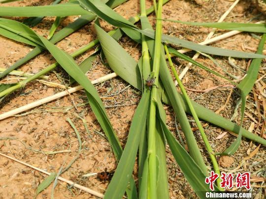 山东90后女孩每年养160万只蚂蚱 让“蝗虫”走上餐桌