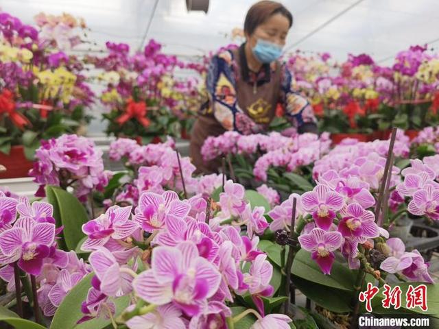 （新春走基层）台农扎根漳州种蝴蝶兰：年宵花市旺