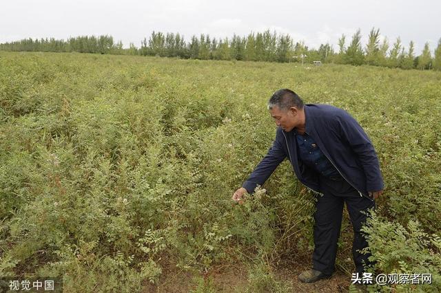 《自然》提醒：中国沙漠造林或加剧水资源短缺，应选合适树种