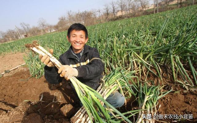 秋季种植大葱，如何栽种管理才能让大葱长势更好、产量更高？