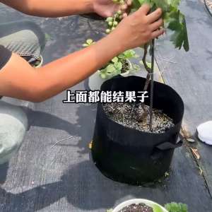 致富经山莓种植视频(一条视频带你深入了解果树盆栽项目#创业)