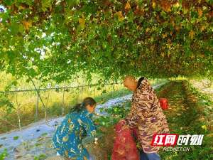 栝楼种植基地(浏阳澄潭江：瓜蒌基地采收忙 特色产业促增收)