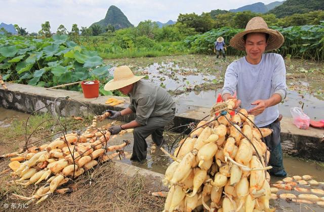 莲藕原产印度，中国农民种植亩产可达万斤，在市场上十分畅销