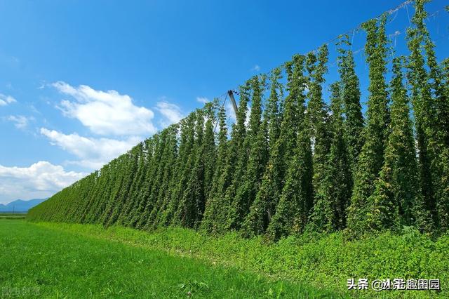 绿色高效蔬菜种植遵循的五大原则，生物多样性立体种植模式