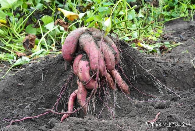 种植地瓜不再难！教你几招轻松入手！