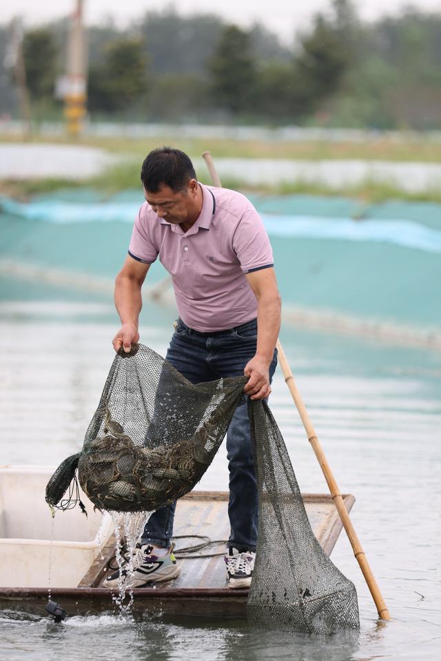 #（经济）江苏淮安：捕捞大闸蟹 供应市场