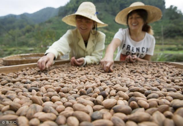 这果树每亩产值万元以上，经济效益十分明显！让山区农民有奔头！