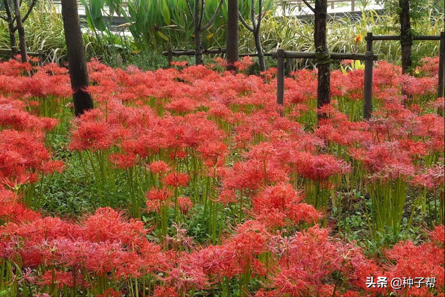 红花石蒜就是彼岸花吗？花朵极为奇特的花卉植物，栽培技术介绍