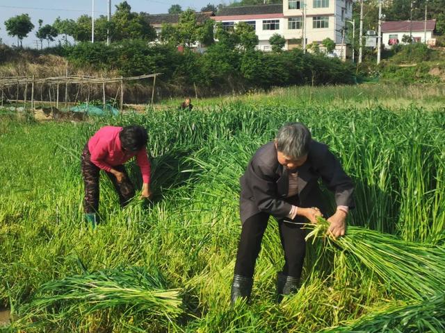 “智多星”传递脱贫攻坚“接力棒”