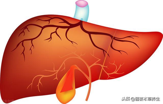 冬虫夏草从挑选、吃法、用量到功效和保存方法的注意事项