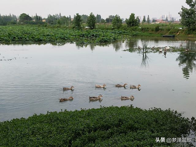 云梦秦园生态养殖家庭农场生态宜人