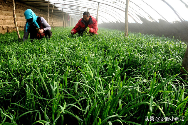 韭菜的种植方法？