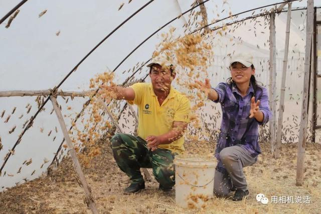 盐山这对85后夫妻建起109个大棚养蚂蚱，去年净赚40余万元！