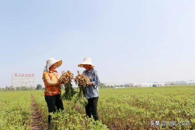 临沂是山东省重要的花生产区之一，百年前就曾获过奖