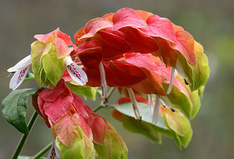 虾衣花盆栽掉叶不开花，从栽培到后期养护，掌握四点就能全部解决