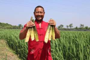 哪里种植茭白(一天采收4万斤，来自溧阳埭头的露天茭白成了“致富菜”)