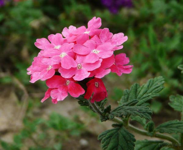 美女樱就是花草界中的花仙子，开花爆盆花色多样，怎么养都美