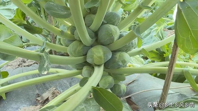 这种“葡萄状”包菜，一亩能挣一二万，种植方法不难，你也可以种