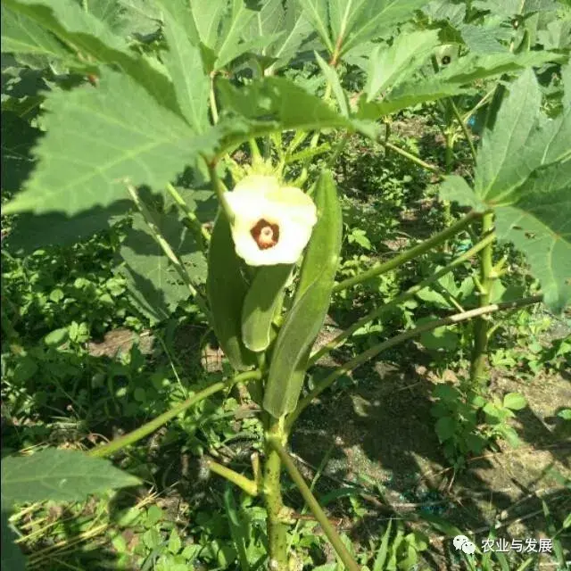 黄秋葵北方种植(想要种植出高品质、高产量的秋葵，掌握以下几点管理技巧很重要)