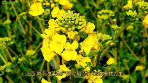 油菜种植技术和管理(“稻-油”轮作模式下的油菜品种选择、适宜播期与种植密度)