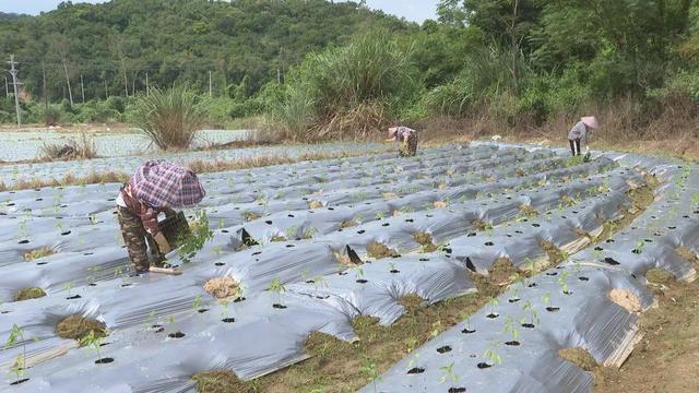 阳江阳西：秋种辣椒5500亩