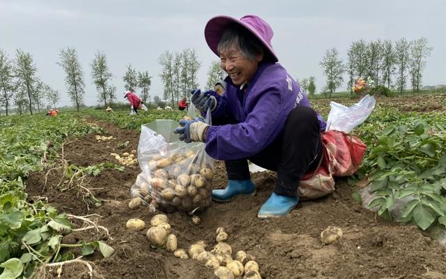 湖北天门：冬种马铃薯迎来大丰收