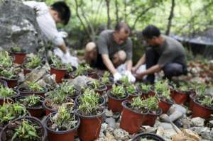 种植铁皮图片(湖南资兴：种植铁皮石斛 助力乡村振兴)