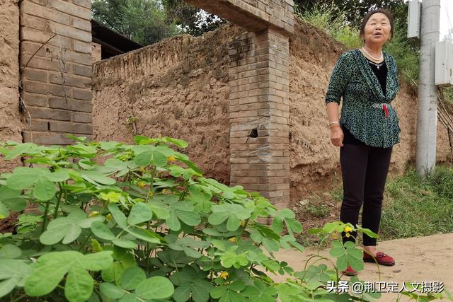 山西农民大姐种植咖啡豆，结果长出决明子，她说不想骂人