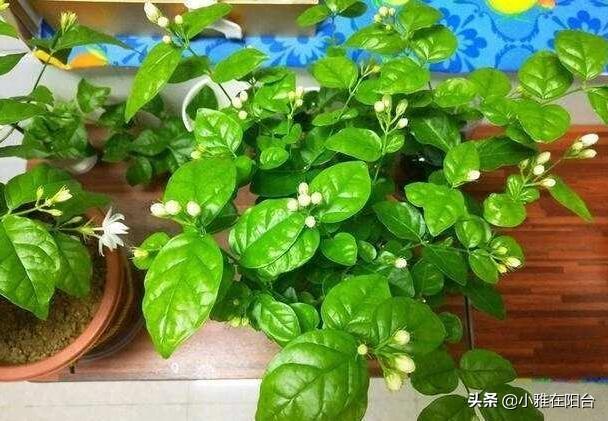 给茉莉施肥，就浇这两种“肥水”，长得更快，开花更多，花量超大