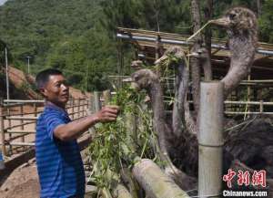 湖南养殖什么好(湖南娄底凤鸣谷里鸵鸟欢 特色养殖托起致富梦)