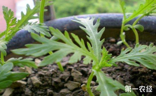 茼蒿要怎么种？茼蒿的种植技术和管理方法