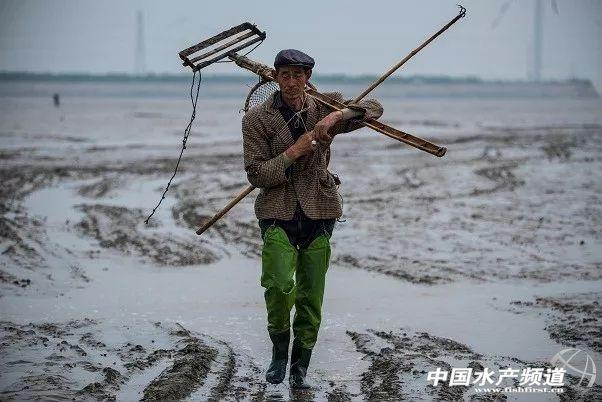 提醒：赤潮期间谨慎吃贝！鲜嫩肥美的蛏子，这个季节可能要少吃点