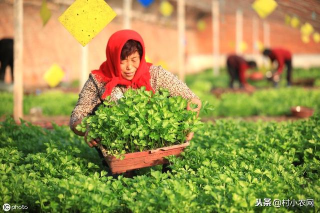 教你亲自打造1盆栽蔬菜，不仅不用买菜，又可点缀庭院阳台