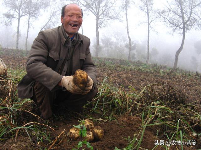 马铃薯种植高产有技巧，生长中后期做好这五项管理能增产