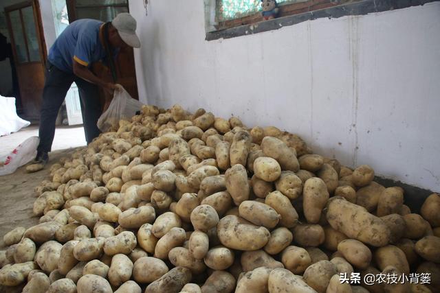 马铃薯种植高产有技巧，生长中后期做好这五项管理能增产