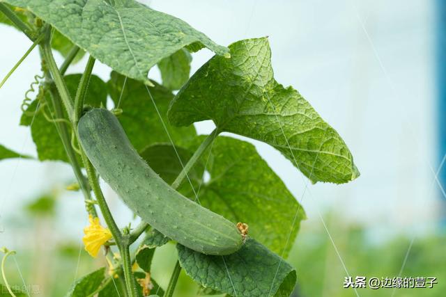 丝瓜又长又香，丝瓜的种植时间和方法，农村很多人都喜欢