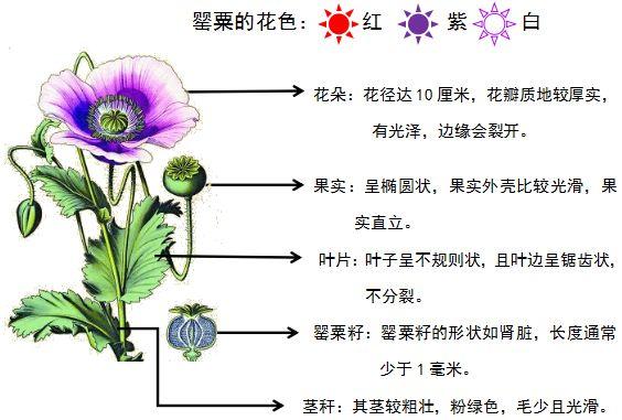 一株也不行！烟台多人因种植它被处罚！快看看你家有没有！