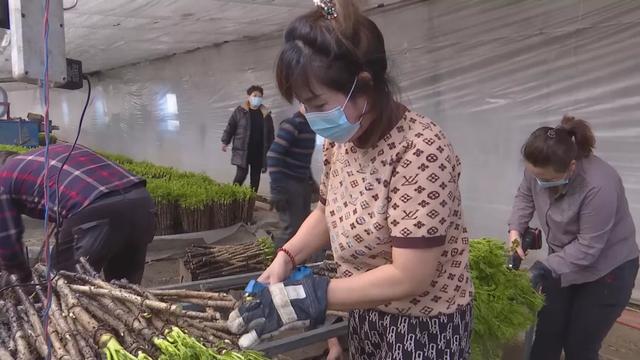 林口：反季刺嫩芽春节期间上市热销