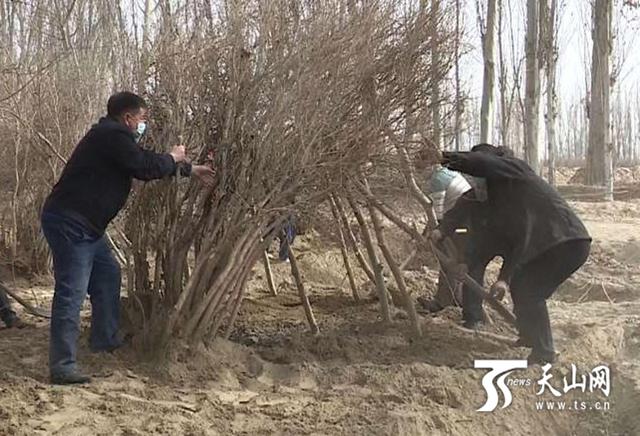 新疆农民初春种植忙 土地孕育脱贫增收希望