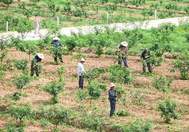 花椒苗生长太慢？掌握这4点育苗技术，花椒苗长得快、长得好