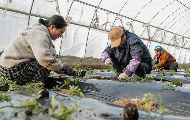 甘肃敦煌：早春二月大棚蔬菜种植忙