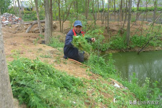 农村老人养殖大鹅，每天村外寻免费饲料，劲头十足的动力是什么