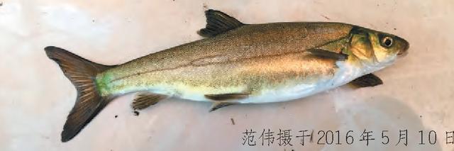 「特种水产」这3种裂腹鱼养殖潜力巨大，均为名贵水产养殖品种