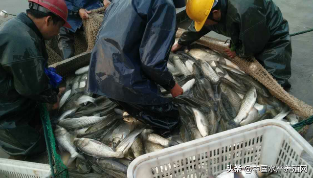 流通受阻鱼价下滑，很多草鱼养殖户卖鱼就血亏，有的人卖鱼难