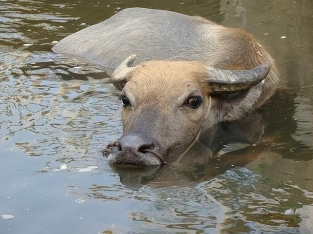 野牛还能被驯化吗？能挑死狮子的野牛，如果驯化后家养会怎么样？