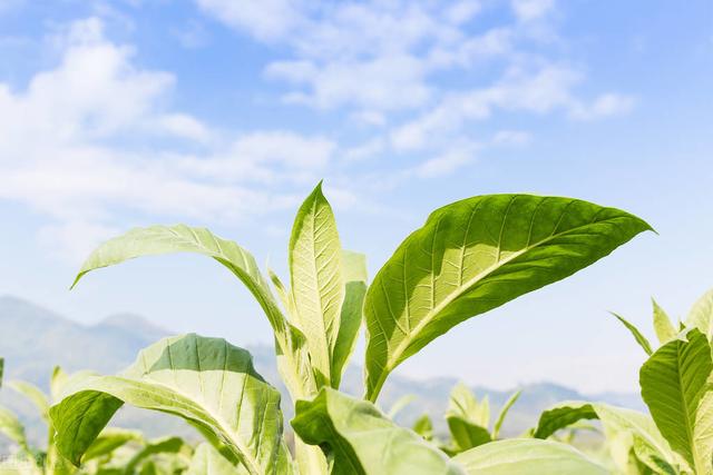 烟草地膜覆盖栽培技术，抓好施肥和病虫害防治，确保烟草质量？