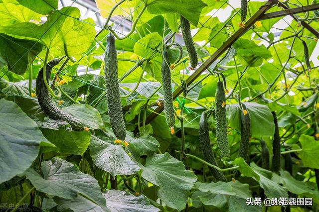 绿色高效蔬菜种植遵循的五大原则，生物多样性立体种植模式